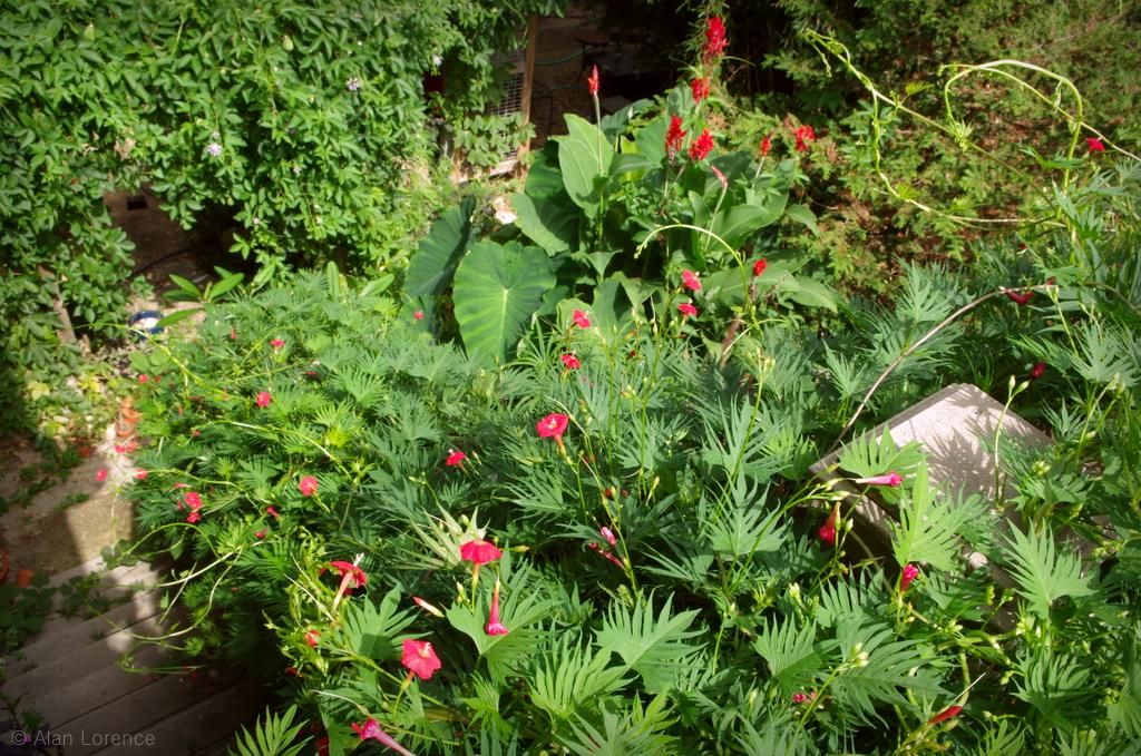 It's Not Work, It's Gardening! Cardinal Climber